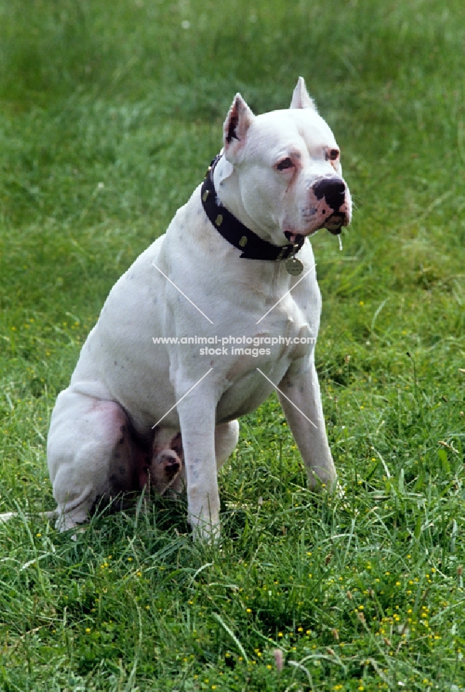 aucho de la monteria, dogo argentino sitting on grass