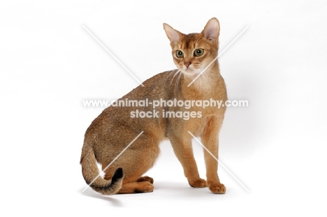 young female Abyssinian