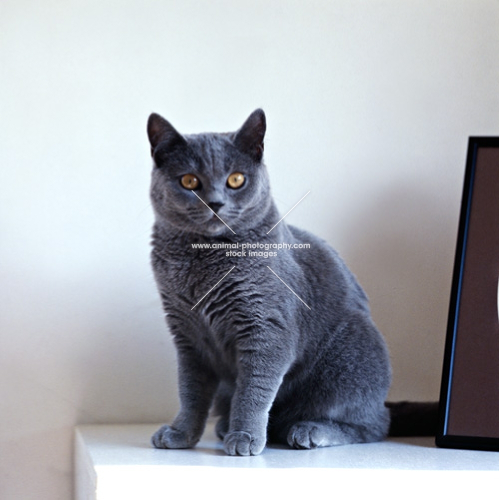 british blue cat sitting on desk