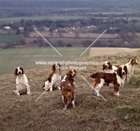 group of welsh springer spaniels on hillside