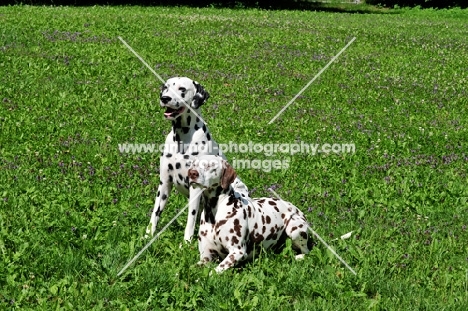 two Dalmatians in field