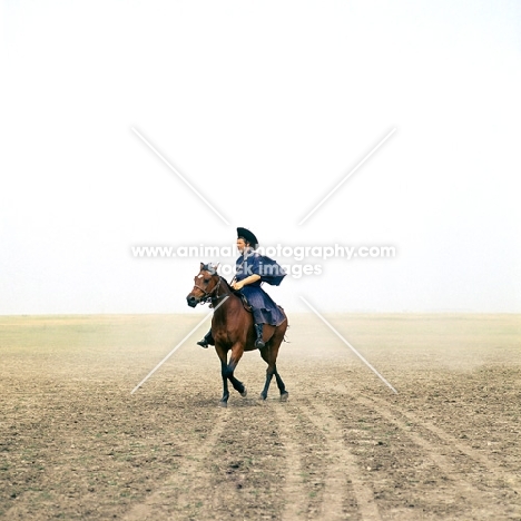 Hungarian Horse ridden by csikó on Hortobagyi Puszta