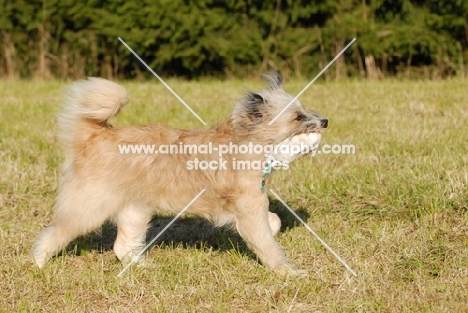 rough coated Elo retrieving