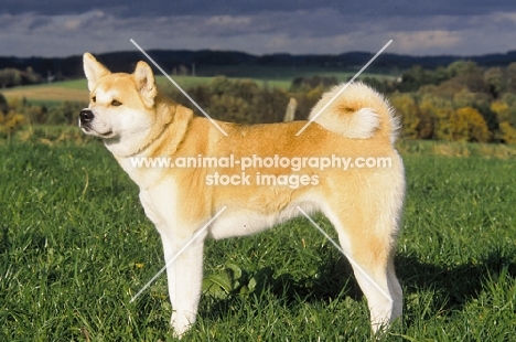 Akita Inu in field, side view