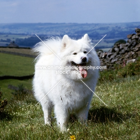 ch moya of silverlights,   samoyed standing in long grass against fields