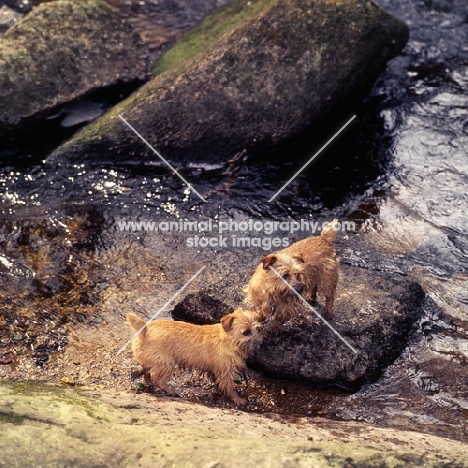 norfolk terriers on rocks by water