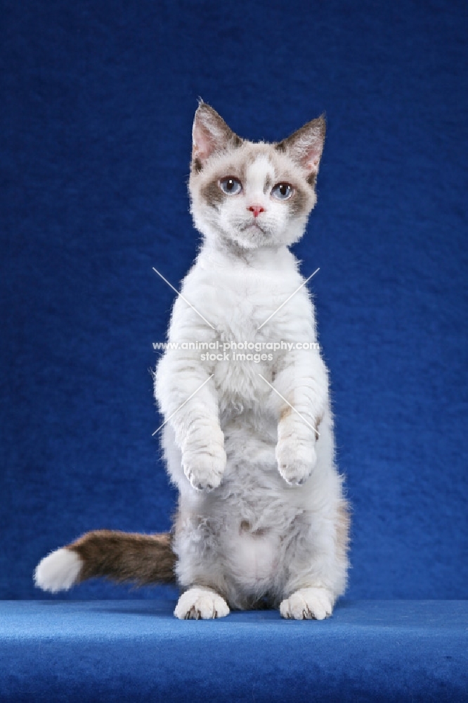 lambkin standing on hind legs, on blue background