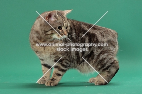 Silver Classic Tabby Manx cat