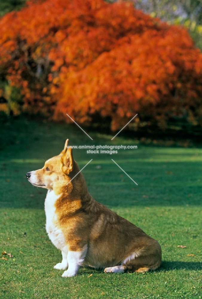 pembroke corgi sitting by flame bush