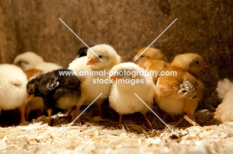 chicks of various chicken breeds