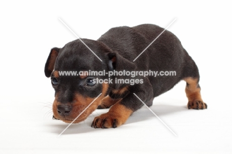 Miniature Pinscher puppy crouching on white background