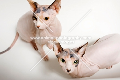 two sphynx cats together