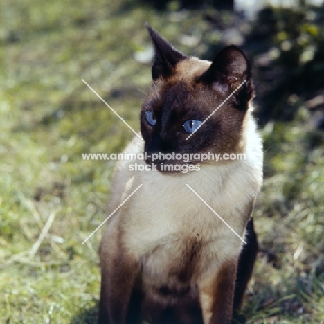 old style seal point siamese cat 