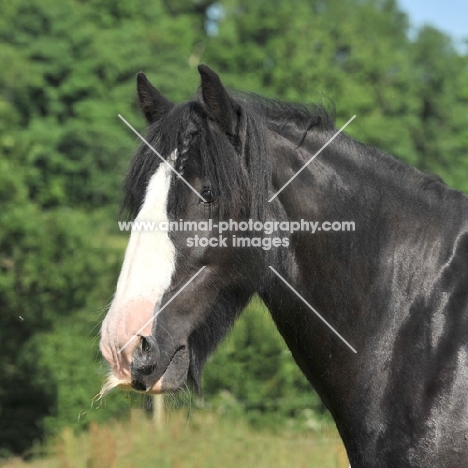 cob horse with white blaze