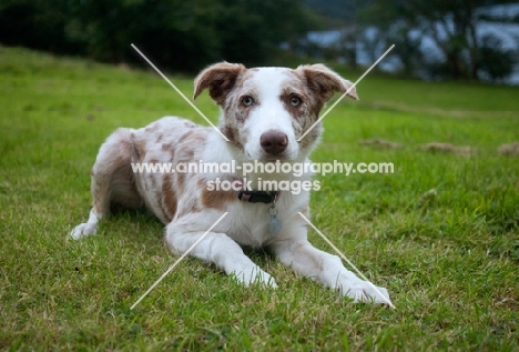 red merle Border Collie laying on grass 