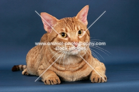 Ocicat on blue background, cinnamon spotted tabby colour