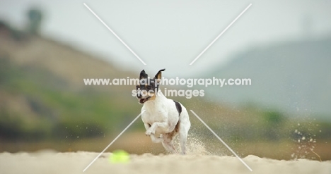 Toy Fox Terrier running on beach