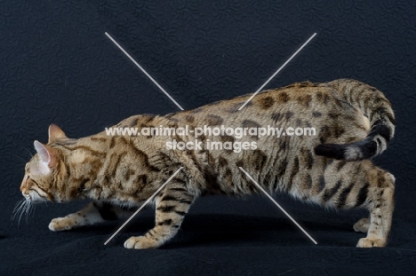 Bengal male cat prowling, black background in studio