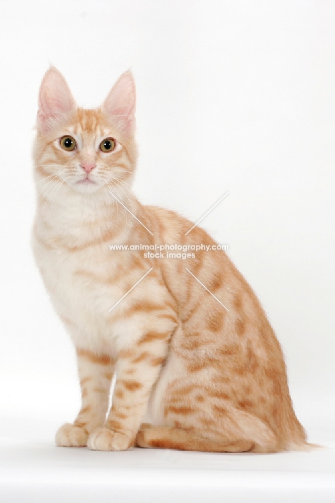 Turkish Angora cat sitting down, red silver tabby colour