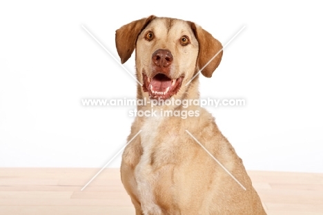 Chesapeake Bay Retriever