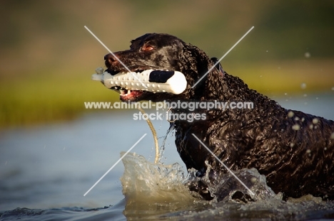 American Water Spaniel retrieving dummy from water