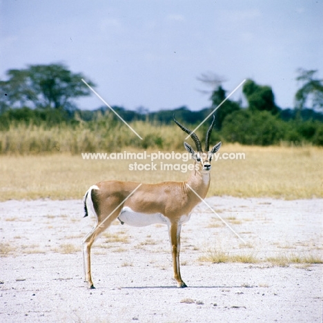 grant's gazelle in amboseli np looking at camera