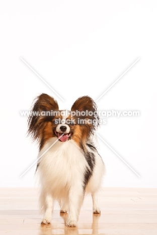 Papillon on wooden floor