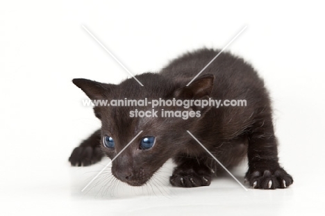 black Peterbald kitten, blue eyes