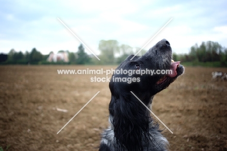 happy English Setter in a countryside scenery