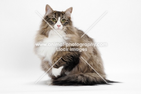 Brown Mackerel Tabby & White Norwegian Forest Cat on white background