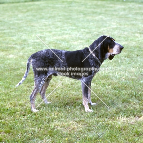 baron du grand veilly, petit bleu de gascoigne, small blue gascony hound