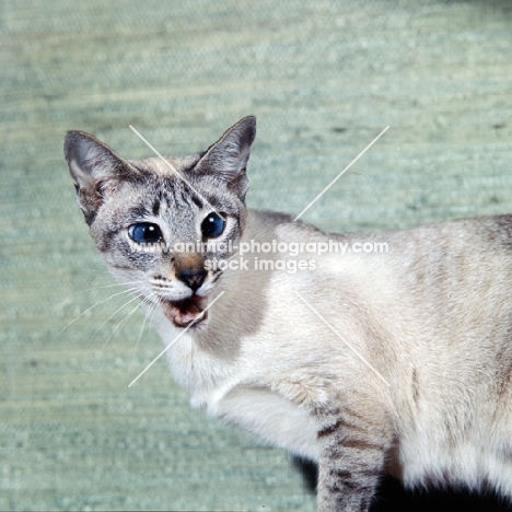 ch senty-twix frangipani, tabby point siamese cat 