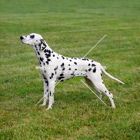 champion dalmatian standing in a field