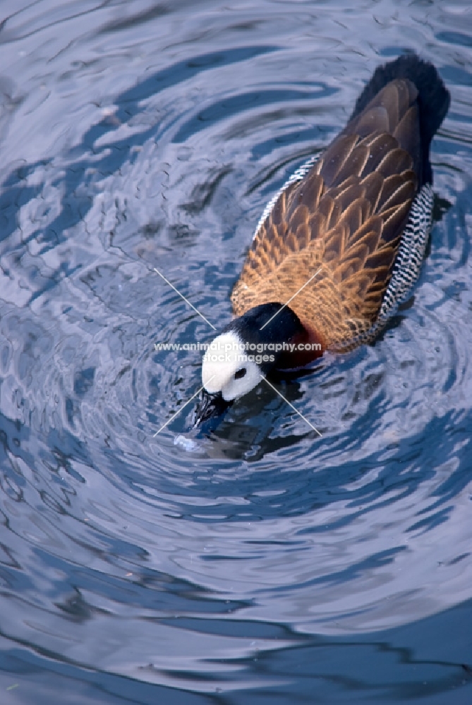white-faced whistling duck with beak under water