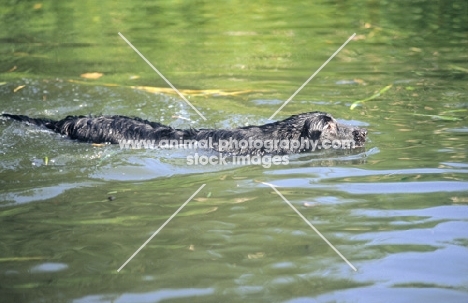 Flat Coated Retriever swimming