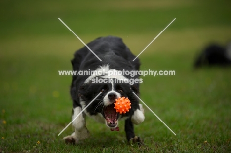 Border Collie playing with a ball, mouth open to catch it