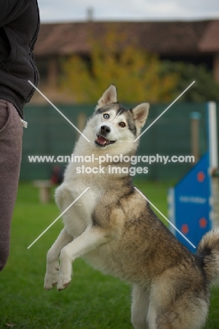 alaskan malamute mix doing trick in a training field