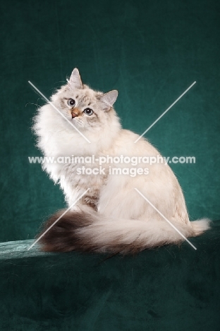 Siberian cat, sitting down