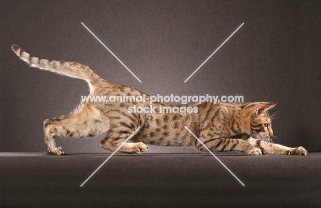 Ocicat, prowling