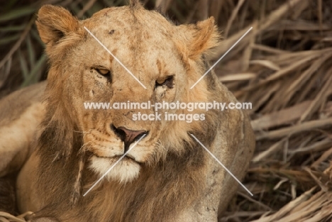 Young male Lion resting in dry bush
