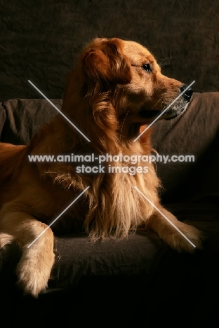 beautiful Golden Retriever in studio