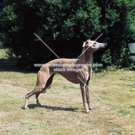 whippet standing in garden