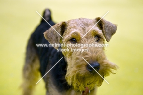 Welsh Terrier show dog