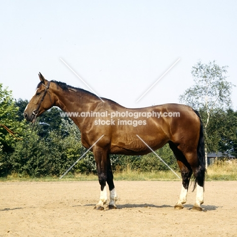 Udon, Dutch Warmblood, gelderland x thoroughbred, driving type