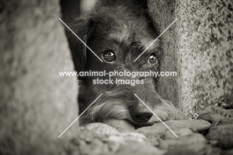 Black and white portrait of a Miniature Wirehaired Dachshund