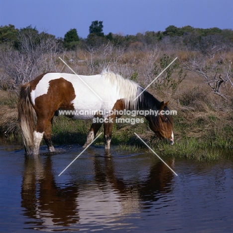 Chincoteague pony standing in water on Assateague Island