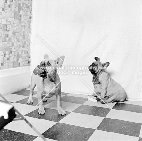two french bulldog puppies on tiled floor