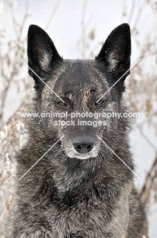 shorthaired dutch shepherd dog