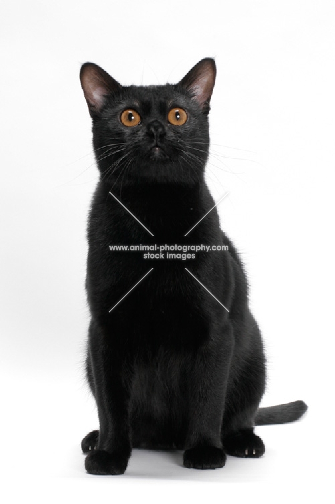 Bombay cat on white background, sitting