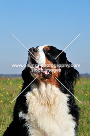 Bernese Mountain Dog, looking up